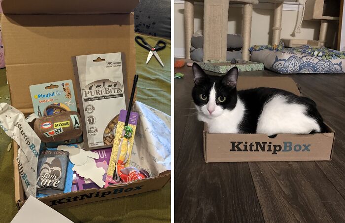 Your Cat's About To Be The Envy Of The Neighborhood Felines. This Happy Cat Box Is Packed With Toys, Treats, And Surprises That Will Keep Your Kitty Purring With Delight