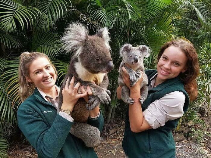 Til There Are Two Subspecies Of Koala