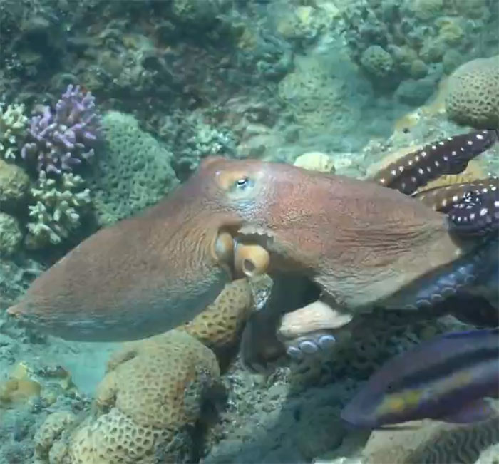 Octopuses flush prey out of hiding spots for the fish to grab, but if a fish slacks off, the octopus has been caught on camera throwing a punch to keep the hunt on track