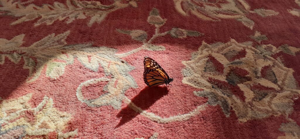 Thanks to unconditional love and gentle care, this monarch butterfly was able to see spring