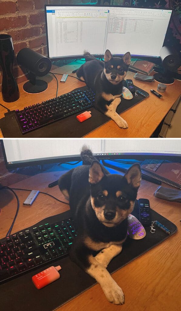 How Can I Tell Amaterasu She Isn’t A Kitty Cat? She Only Wants To Be On My Desk When I’m Trying To Work