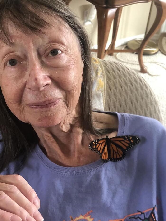 Debbie Tonner spotted a struggling butterfly outside her home in Canada and brought her inside to escape the harsh weather