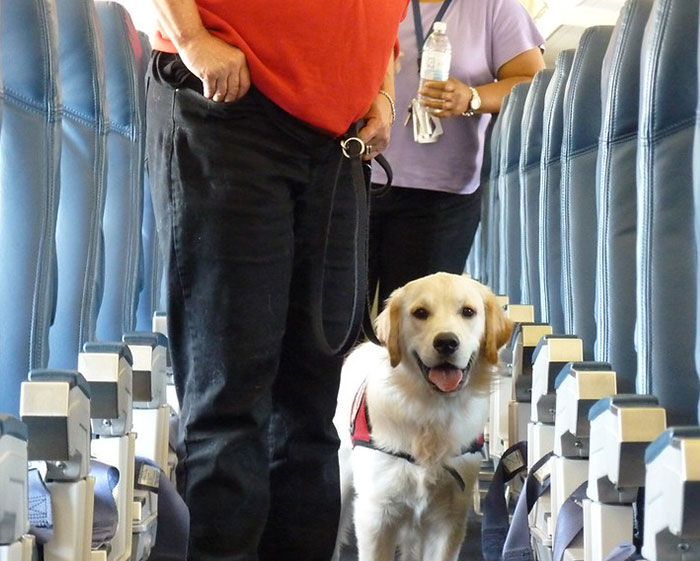 Person Gets A Plane Seat For Their Service Dog, Entitled Parent Sees It As Free Real Estate