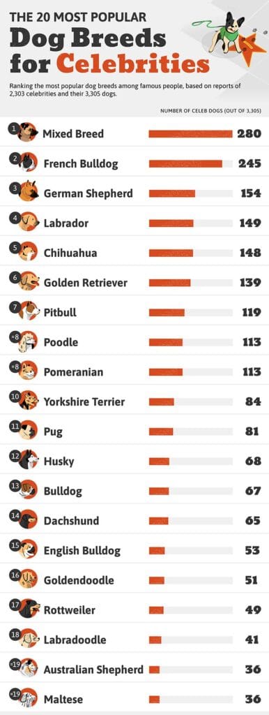 One in 13 celebrity-owned dogs is a French Bulldog, making the little bat-eared character the second most popular dog breed among celebrities.